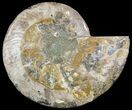 Cut Ammonite Fossil (Half) - Beautifully Agatized #51245-1